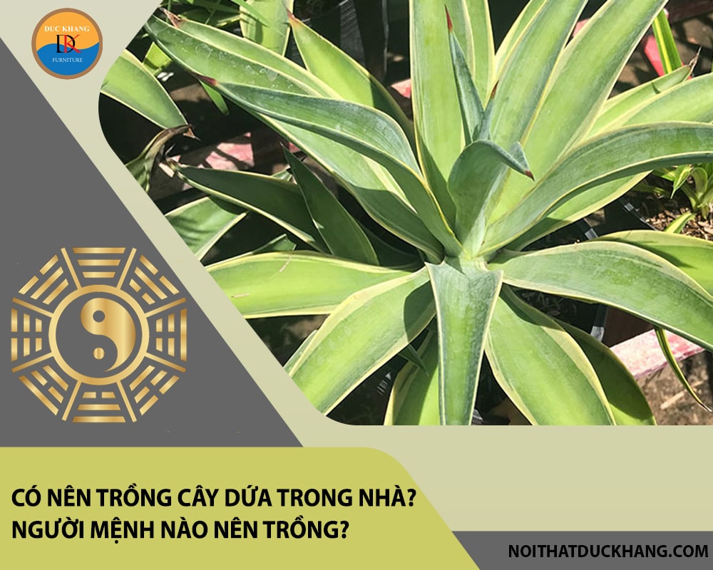 Có nên trồng cây dứa trong nhà? Người mệnh nào nên trồng?