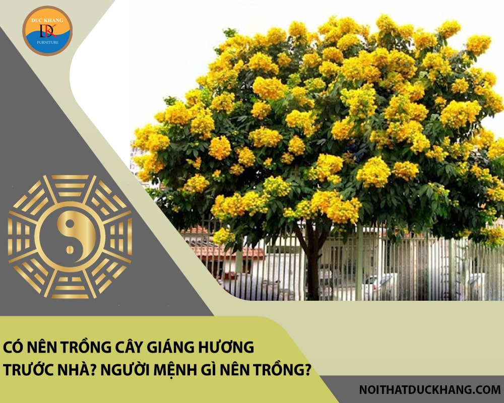 Có nên trồng cây giáng hương trước nhà? Người mệnh gì nên trồng?