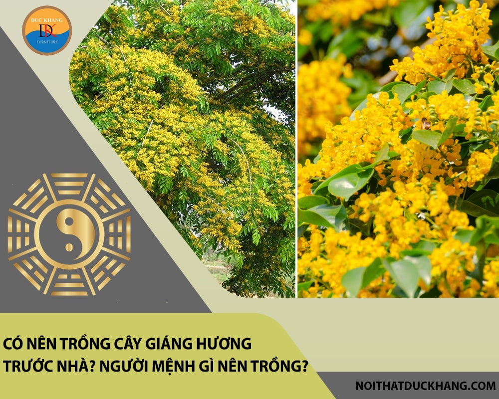 Có nên trồng cây giáng hương trước nhà? Người mệnh gì nên trồng?
