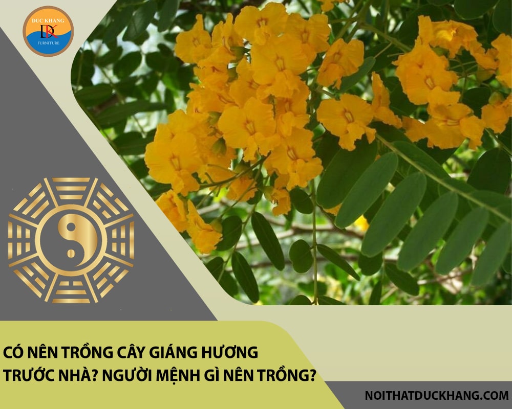Có nên trồng cây giáng hương trước nhà? Người mệnh gì nên trồng?