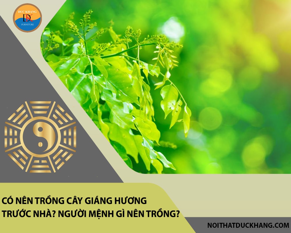 Có nên trồng cây giáng hương trước nhà? Người mệnh gì nên trồng?