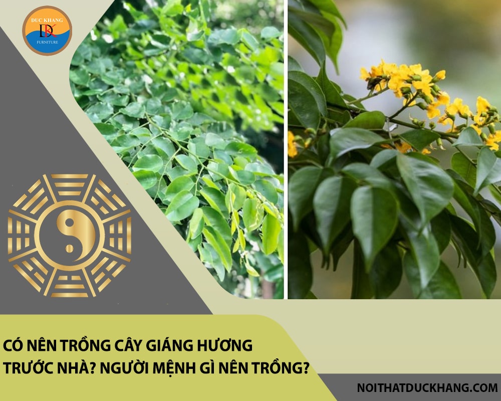 Có nên trồng cây giáng hương trước nhà? Người mệnh gì nên trồng?