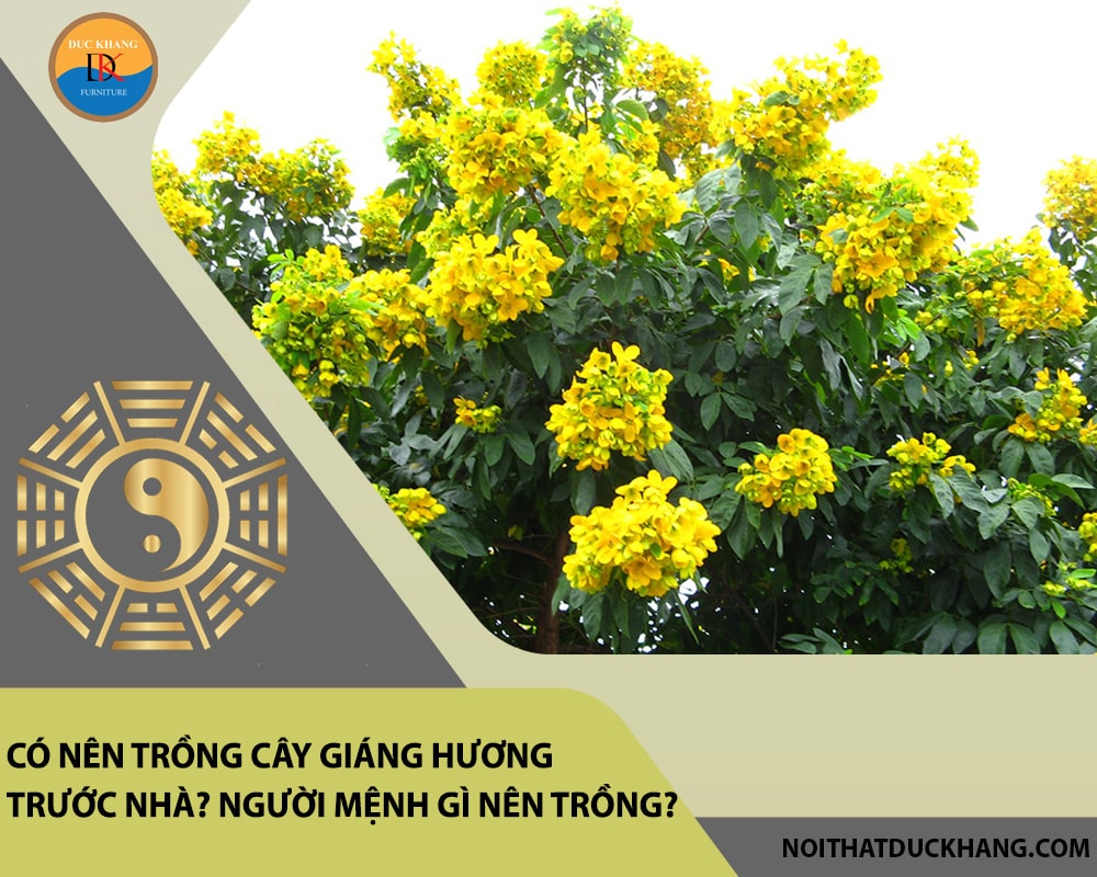 Có nên trồng cây giáng hương trước nhà? Người mệnh gì nên trồng?