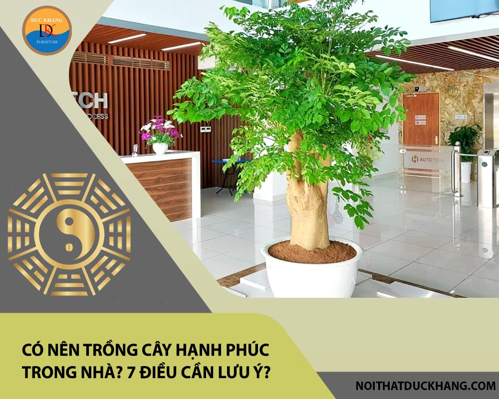 Có nên trồng cây hạnh phúc trong nhà? 7 điều cần lưu ý?