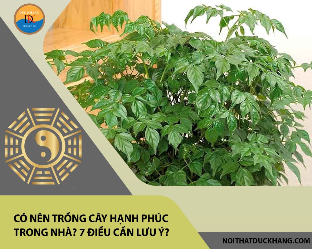 Có nên trồng cây hạnh phúc trong nhà? 7 điều cần lưu ý?