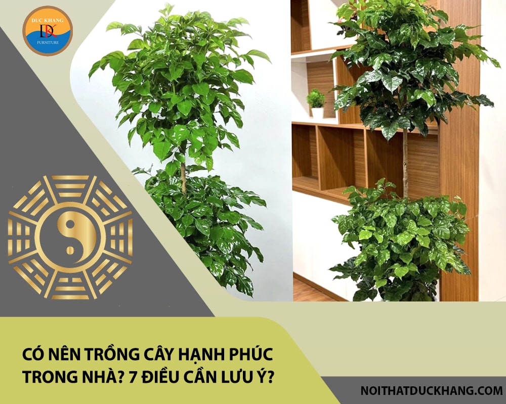 Có nên trồng cây hạnh phúc trong nhà? 7 điều cần lưu ý?