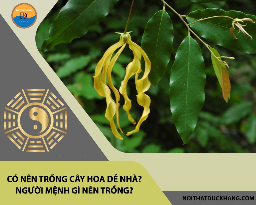 Có nên trồng cây hoa dẻ trước nhà? Người mệnh gì nên trồng?