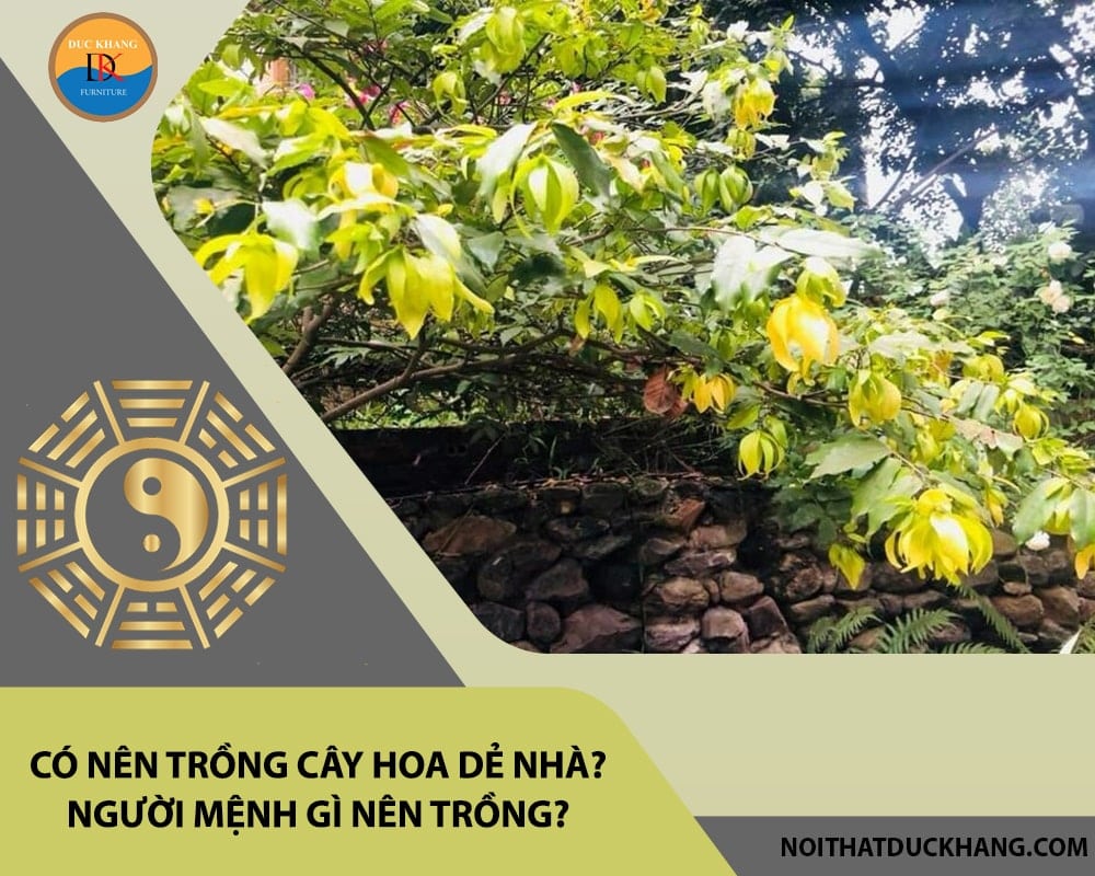 Có nên trồng cây hoa dẻ trước nhà? Người mệnh gì nên trồng?