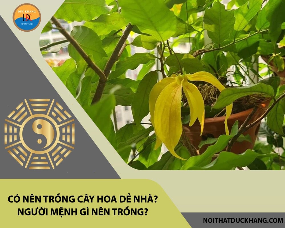 Có nên trồng cây hoa dẻ trước nhà? Người mệnh gì nên trồng?