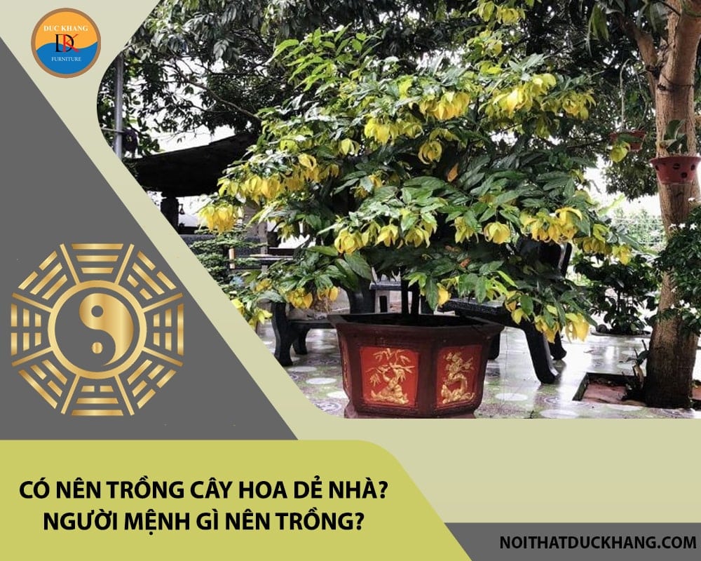 Có nên trồng cây hoa dẻ trước nhà? Người mệnh gì nên trồng?