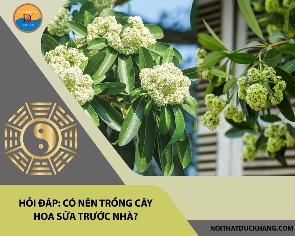 Hỏi đáp: Có nên trồng cây hoa sữa trước nhà?