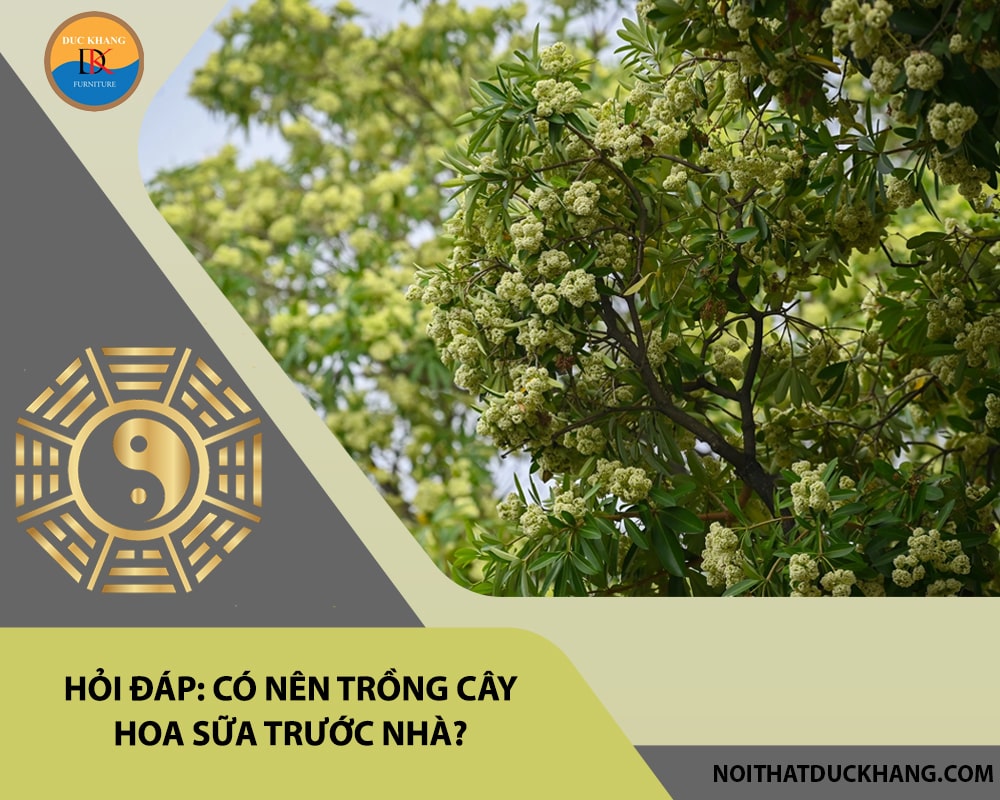 Hỏi đáp: Có nên trồng cây hoa sữa trước nhà? 