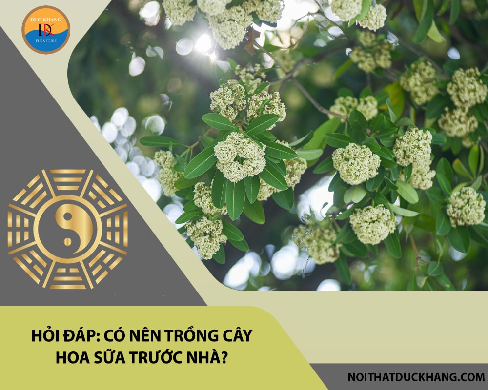 Hỏi đáp: Có nên trồng cây hoa sữa trước nhà?