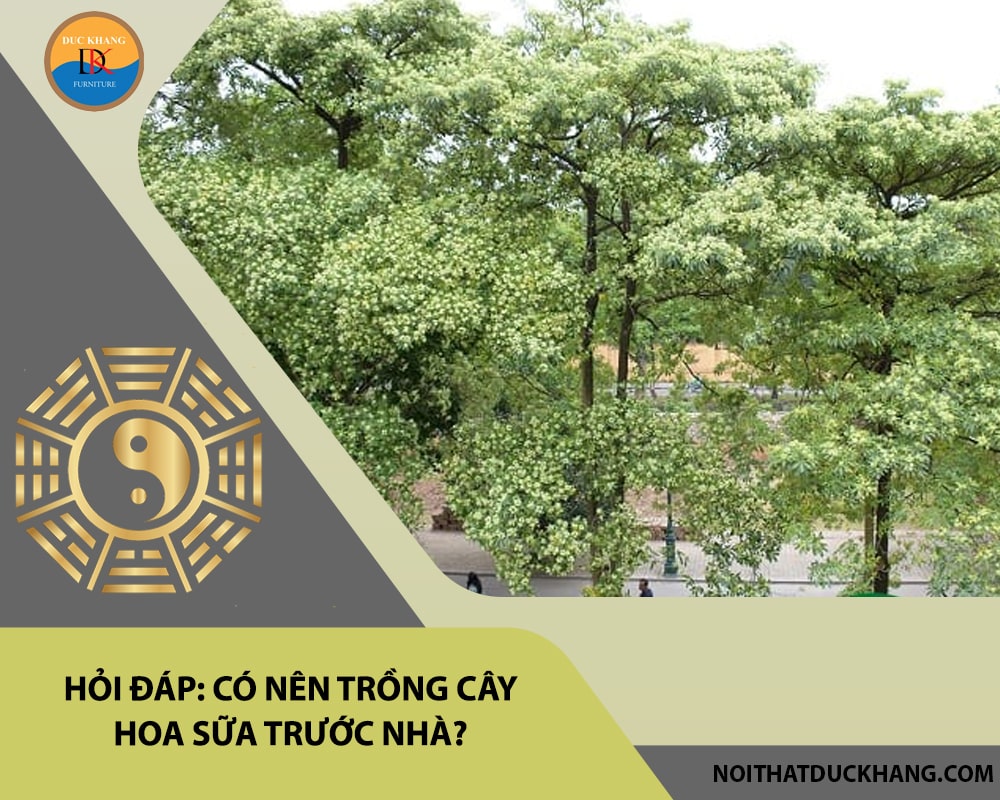 Hỏi đáp: Có nên trồng cây hoa sữa trước nhà?
