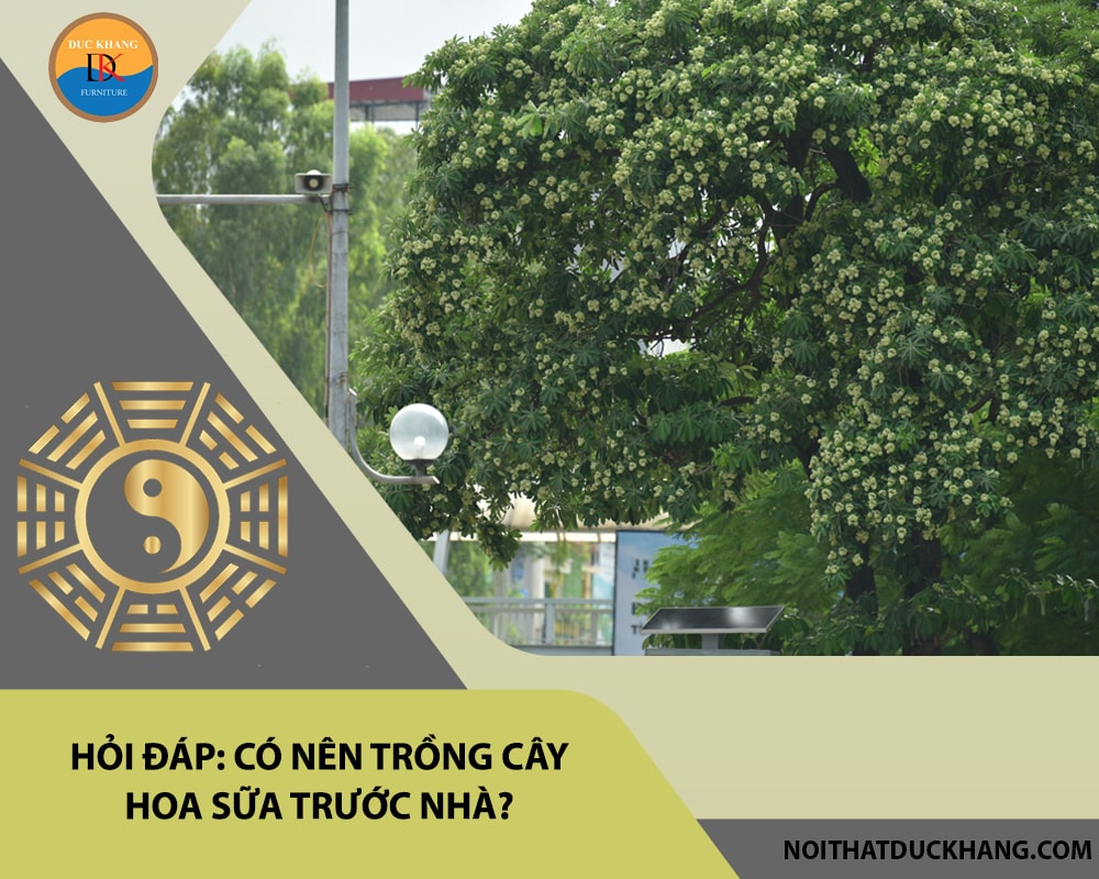 Hỏi đáp: Có nên trồng cây hoa sữa trước nhà?
