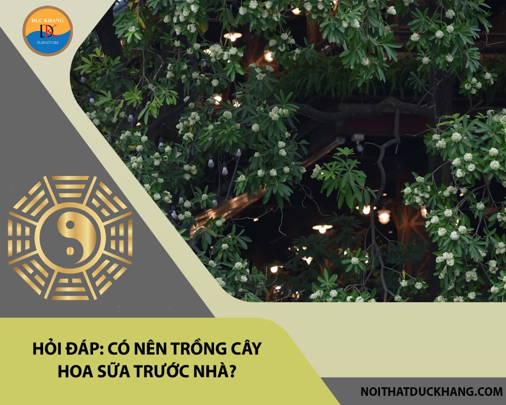 Hỏi đáp: Có nên trồng cây hoa sữa trước nhà?