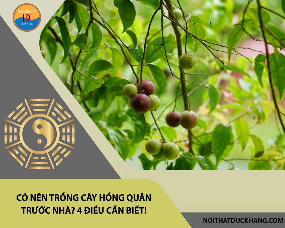 Có nên trồng cây hồng quân trước nhà? 4 điều cần biết!