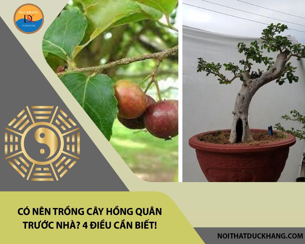 Có nên trồng cây hồng quân trước nhà? 4 điều cần biết! Có nên trồng cây hồng quân trước nhà? 4 điều cần biết!