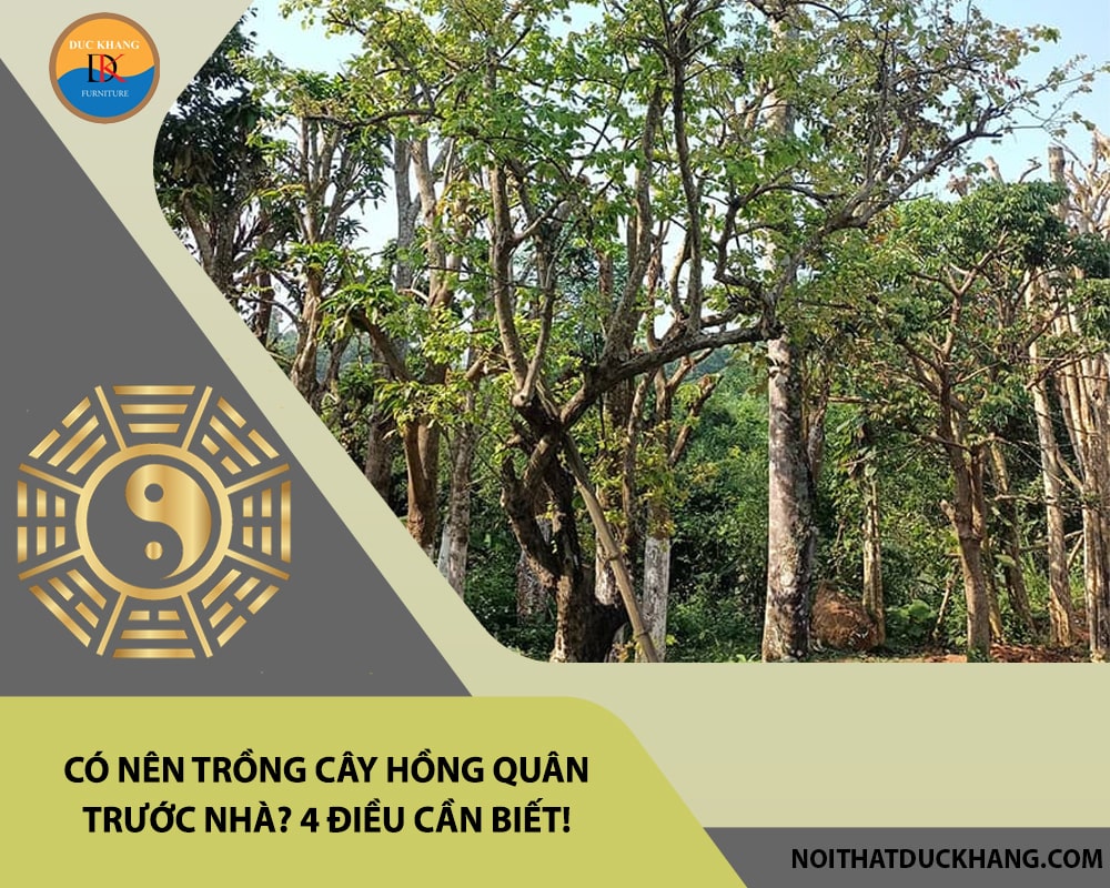 Có nên trồng cây hồng quân trước nhà? 4 điều cần biết! Có nên trồng cây hồng quân trước nhà? 4 điều cần biết!