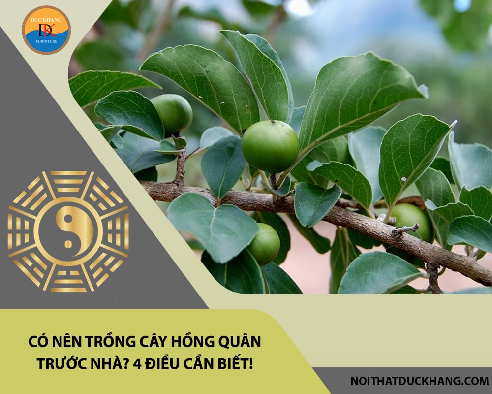 Có nên trồng cây hồng quân trước nhà? 4 điều cần biết! Có nên trồng cây hồng quân trước nhà? 4 điều cần biết!