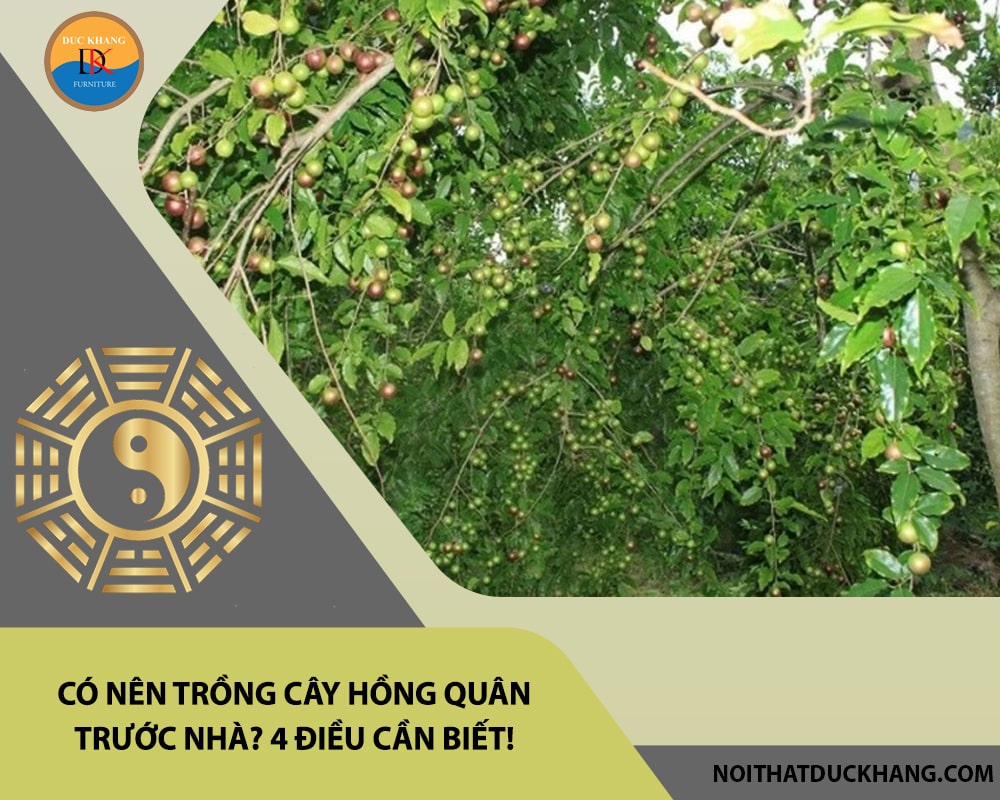 Có nên trồng cây hồng quân trước nhà? 4 điều cần biết! Có nên trồng cây hồng quân trước nhà? 4 điều cần biết!