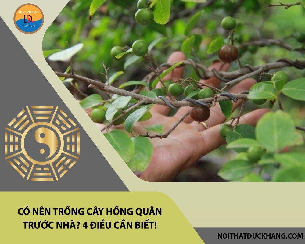 Có nên trồng cây hồng quân trước nhà? 4 điều cần biết! Có nên trồng cây hồng quân trước nhà? 4 điều cần biết!