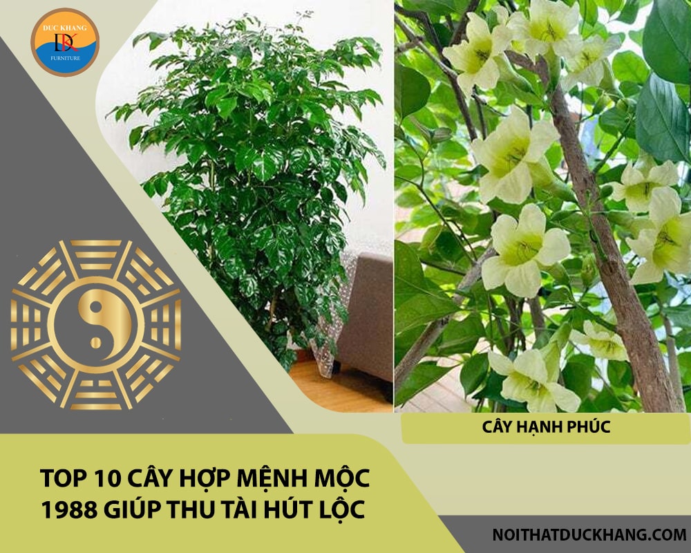 Top 10 cây hợp mệnh Mộc 1988 giúp thu tài hút lộc - Cây hạnh phúc Top 10 cây hợp mệnh Mộc 1988 giúp thu tài hút lộc - Cây hạnh phúc