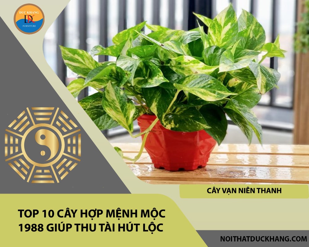 Top 10 cây hợp mệnh Mộc 1988 giúp thu tài hút lộc - Cây vạn niên thanh Top 10 cây hợp mệnh Mộc 1988 giúp thu tài hút lộc - Cây vạn niên thanh