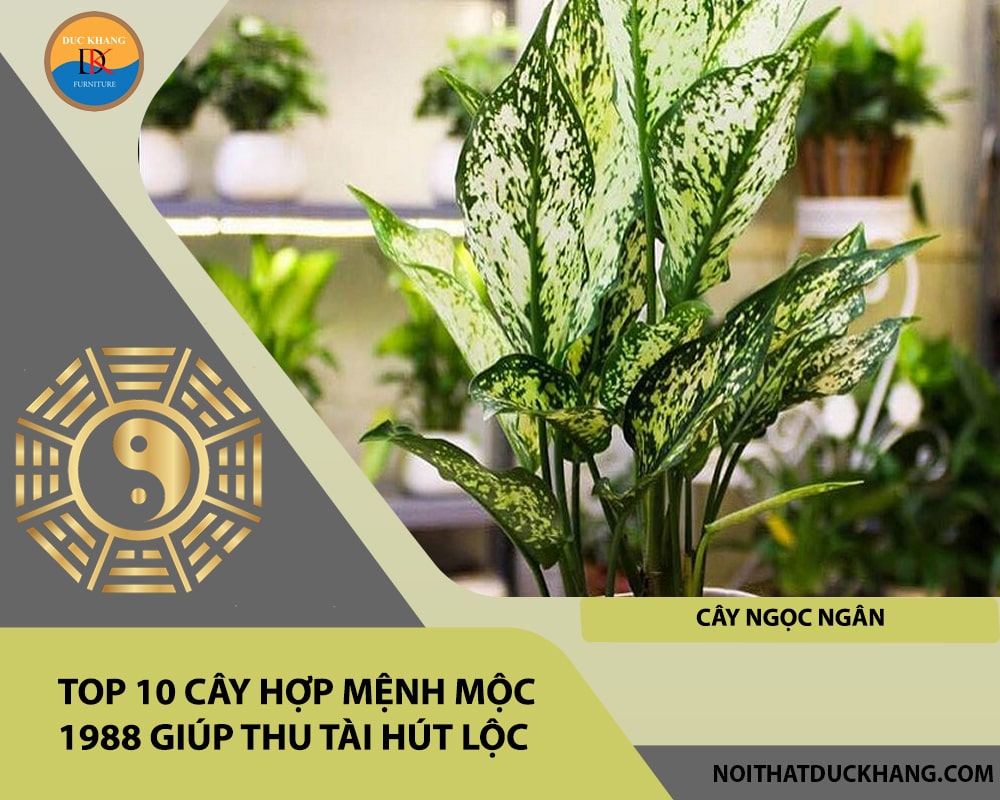 Top 10 cây hợp mệnh Mộc 1988 giúp thu tài hút lộc - Cây ngọc ngân Top 10 cây hợp mệnh Mộc 1988 giúp thu tài hút lộc - Cây ngọc ngân