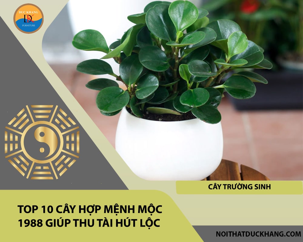 Top 10 cây hợp mệnh Mộc 1988 giúp thu tài hút lộc - Cây trường sinh Top 10 cây hợp mệnh Mộc 1988 giúp thu tài hút lộc - Cây trường sinh