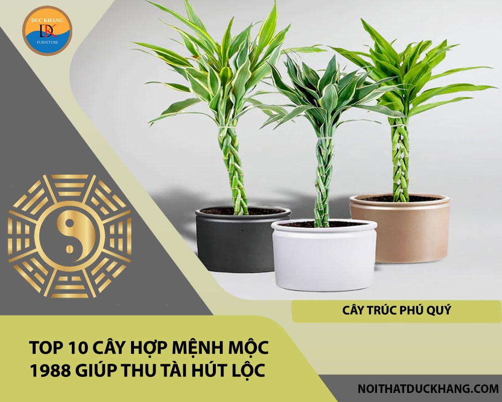 Top 10 cây hợp mệnh Mộc 1988 giúp thu tài hút lộc