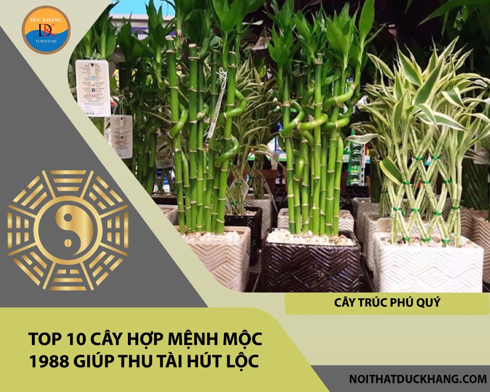 Top 10 cây hợp mệnh Mộc 1988 giúp thu tài hút lộc - Cây trúc phú quý Top 10 cây hợp mệnh Mộc 1988 giúp thu tài hút lộc - Cây trúc phú quý
