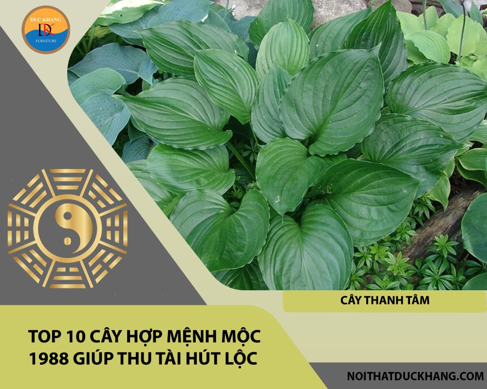 Top 10 cây hợp mệnh Mộc 1988 giúp thu tài hút lộc - Cây thanh tâm Top 10 cây hợp mệnh Mộc 1988 giúp thu tài hút lộc - Cây thanh tâm