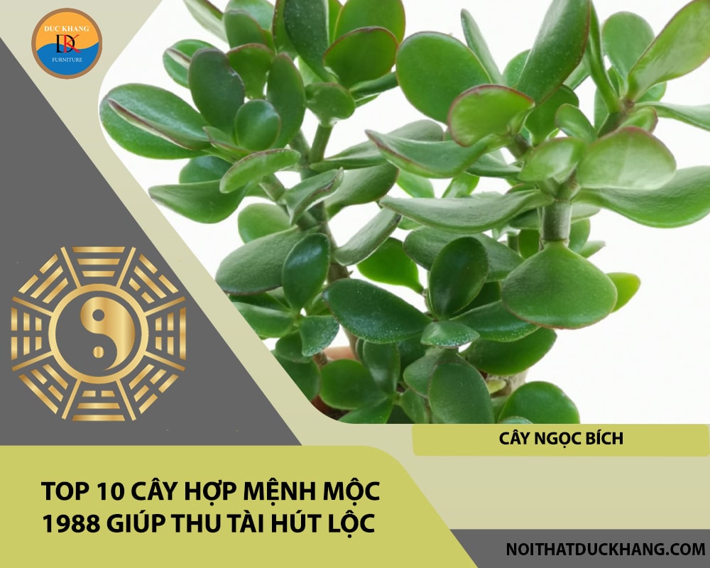 Top 10 cây hợp mệnh Mộc 1988 giúp thu tài hút lộc - Cây ngọc bích Top 10 cây hợp mệnh Mộc 1988 giúp thu tài hút lộc - Cây ngọc bích