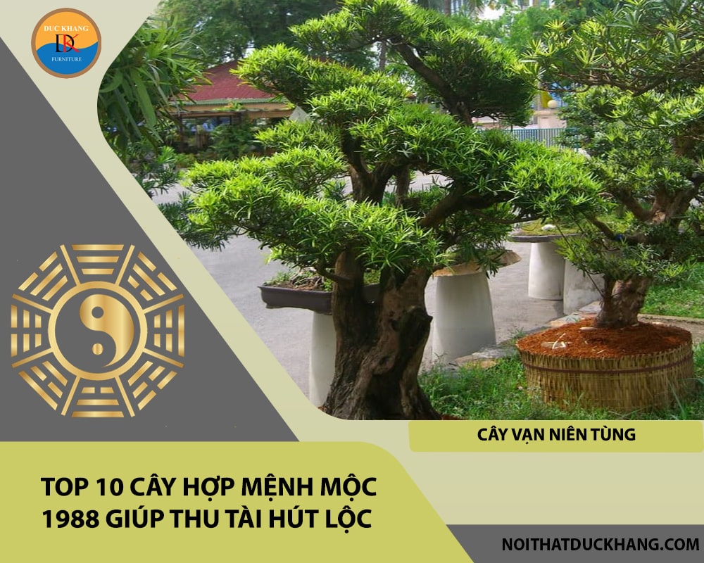Top 10 cây hợp mệnh Mộc 1988 giúp thu tài hút lộc - Cây vạn niên tùng Top 10 cây hợp mệnh Mộc 1988 giúp thu tài hút lộc - Cây vạn niên tùng
