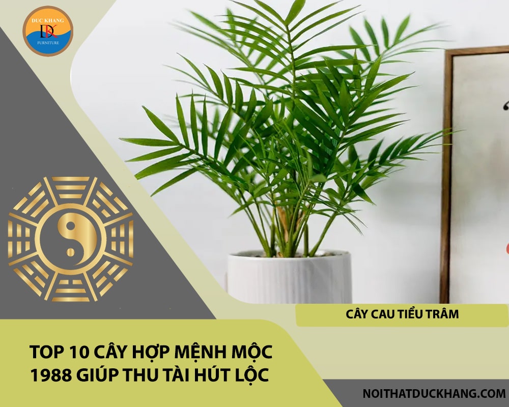 Top 10 cây hợp mệnh Mộc 1988 giúp thu tài hút lộc - Cây cau tiểu trâm Top 10 cây hợp mệnh Mộc 1988 giúp thu tài hút lộc - Cây cau tiểu trâm