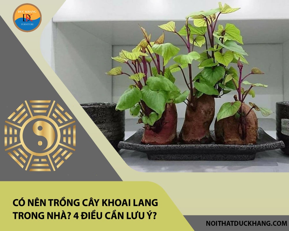 Có nên trồng cây khoai lang trong nhà? 4 điều cần lưu ý?