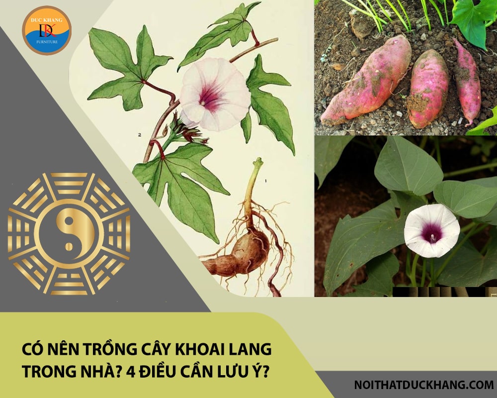 Có nên trồng cây khoai lang trong nhà? 4 điều cần lưu ý?