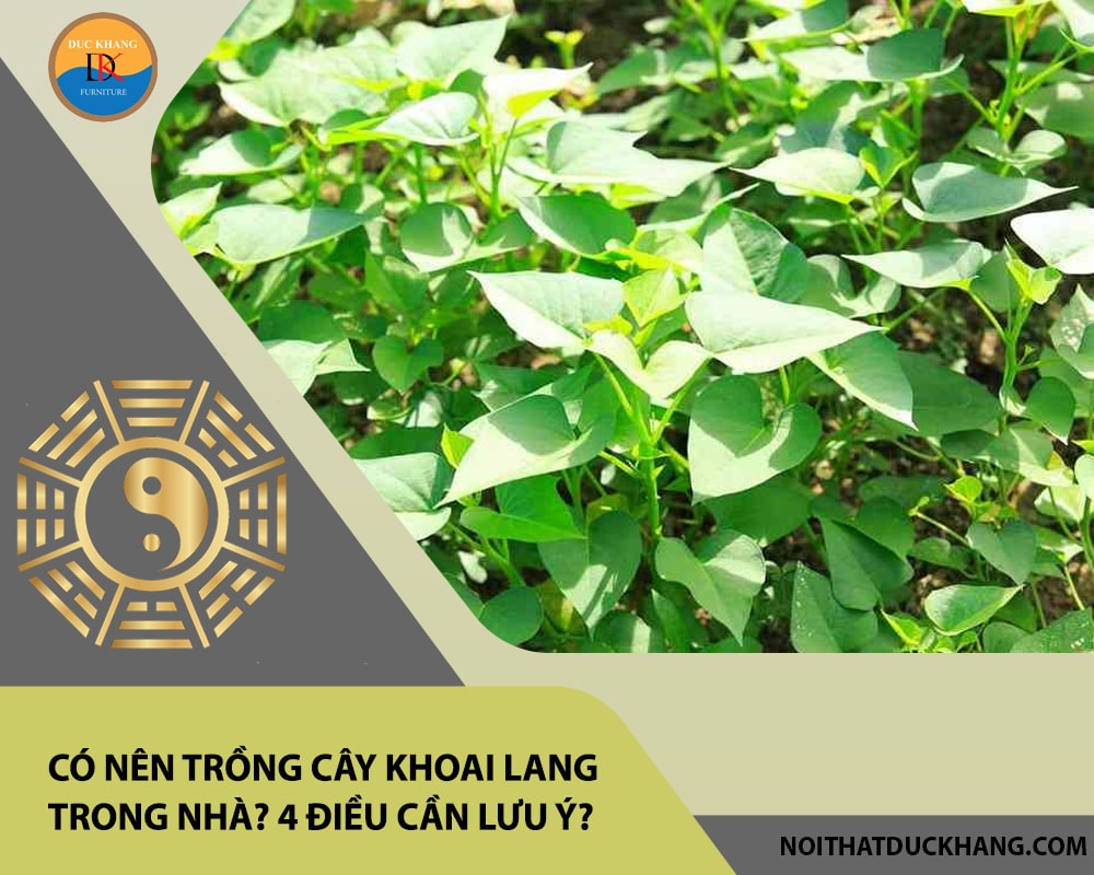 Có nên trồng cây khoai lang trong nhà? 4 điều cần lưu ý?