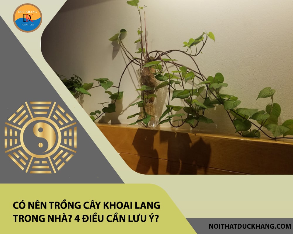 Có nên trồng cây khoai lang trong nhà? 4 điều cần lưu ý?