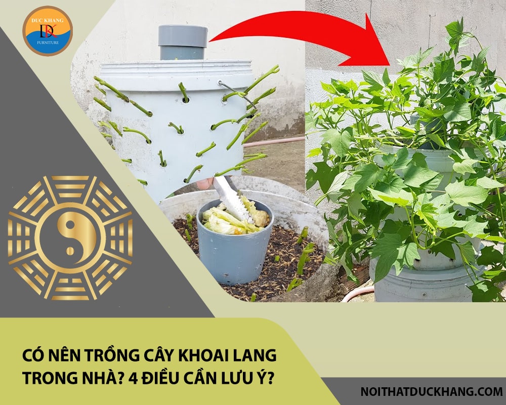 Có nên trồng cây khoai lang trong nhà? 4 điều cần lưu ý?