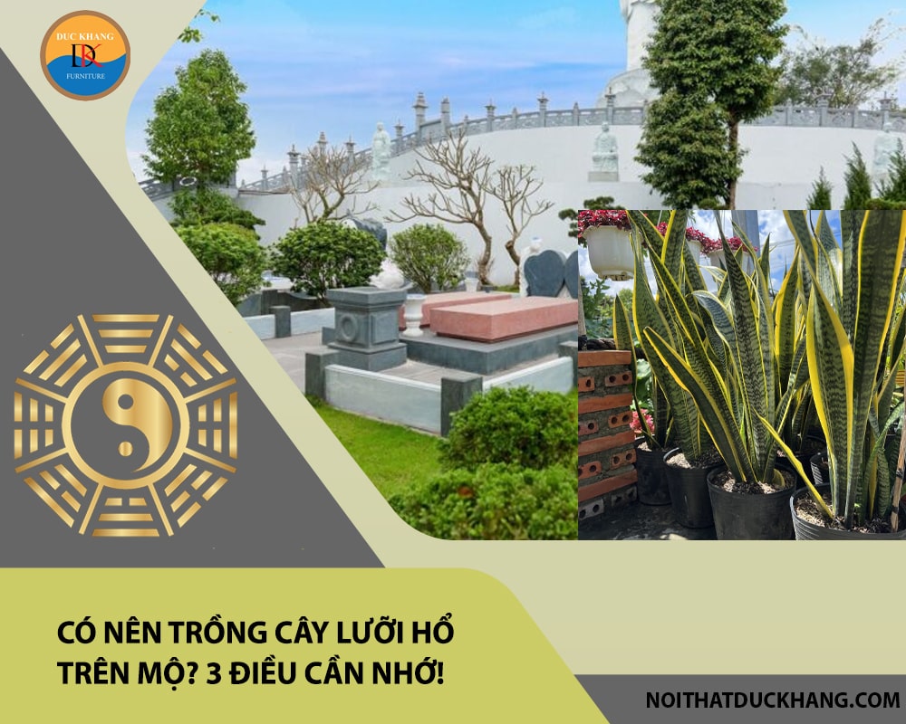 Có nên trồng cây lưỡi hổ trên mộ? 3 điều cần nhớ!