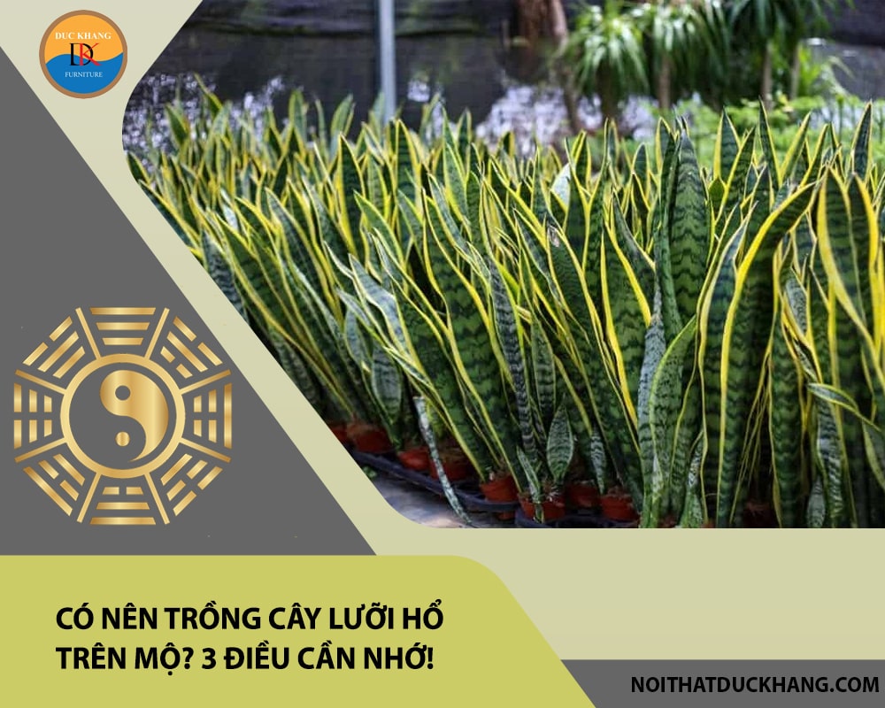 Có nên trồng cây lưỡi hổ trên mộ? 3 điều cần nhớ! Có nên trồng cây lưỡi hổ trên mộ? 3 điều cần nhớ!