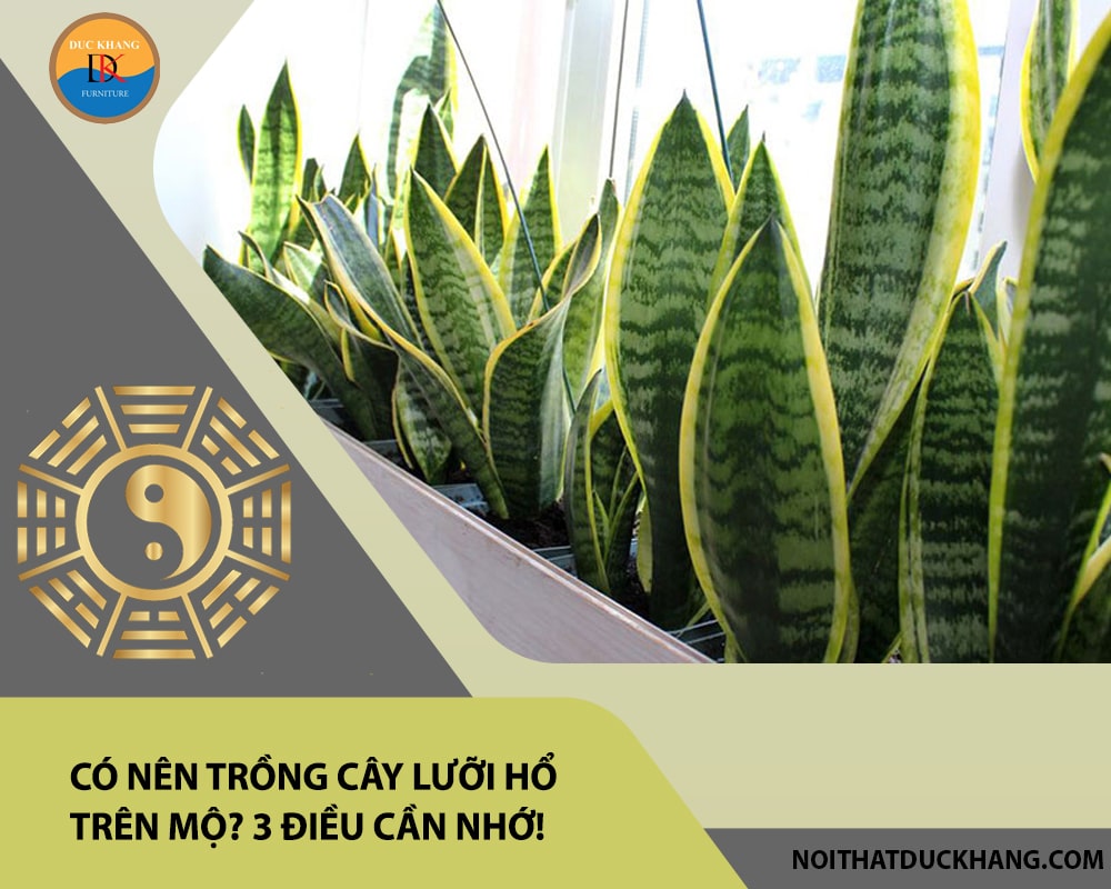 Có nên trồng cây lưỡi hổ trên mộ? 3 điều cần nhớ! Có nên trồng cây lưỡi hổ trên mộ? 3 điều cần nhớ!