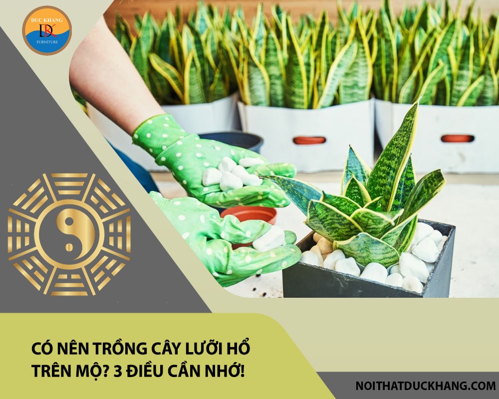 Có nên trồng cây lưỡi hổ trên mộ? 3 điều cần nhớ! Có nên trồng cây lưỡi hổ trên mộ? 3 điều cần nhớ!