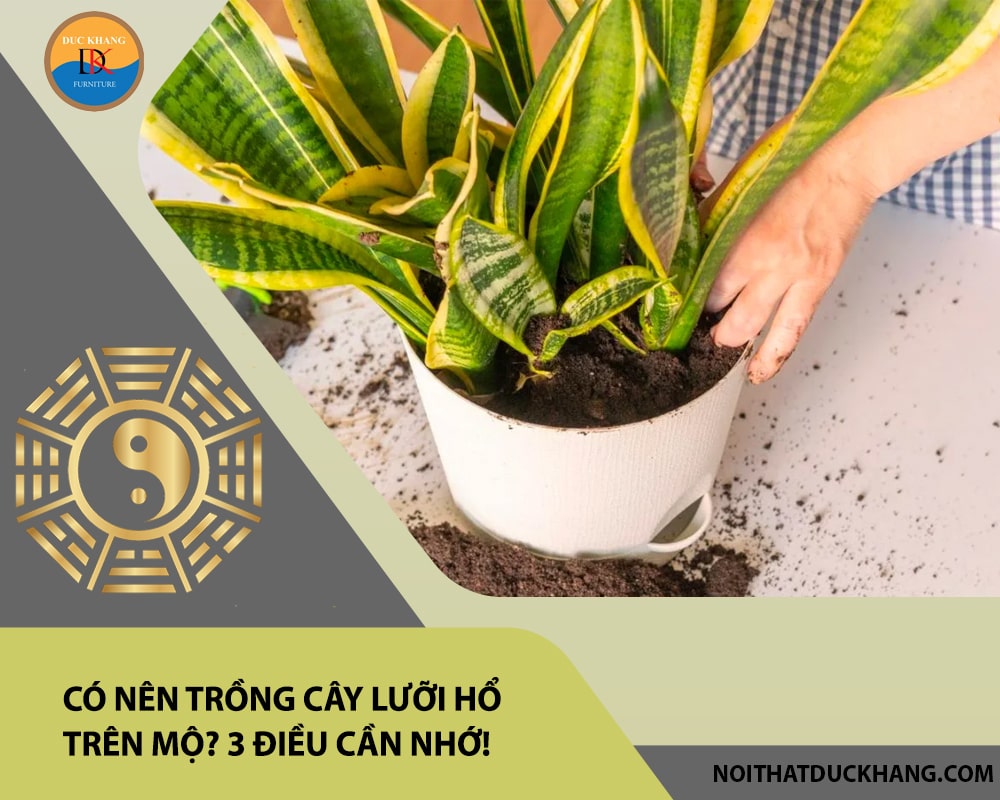 Có nên trồng cây lưỡi hổ trên mộ? 3 điều cần nhớ! Có nên trồng cây lưỡi hổ trên mộ? 3 điều cần nhớ!