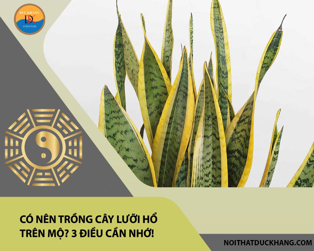 Có nên trồng cây lưỡi hổ trên mộ? 3 điều cần nhớ! Có nên trồng cây lưỡi hổ trên mộ? 3 điều cần nhớ!