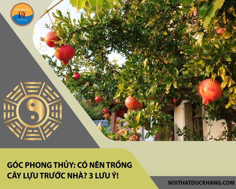 Góc phong thủy: Có nên trồng cây lựu trước nhà? 3 lưu ý! Góc phong thủy: Có nên trồng cây lựu trước nhà? 3 lưu ý!