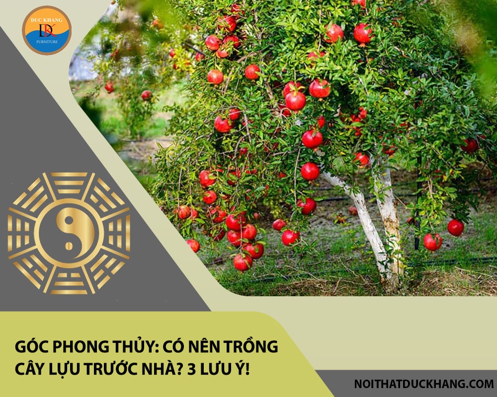 Góc phong thủy: Có nên trồng cây lựu trước nhà? 3 lưu ý! Góc phong thủy: Có nên trồng cây lựu trước nhà? 3 lưu ý!