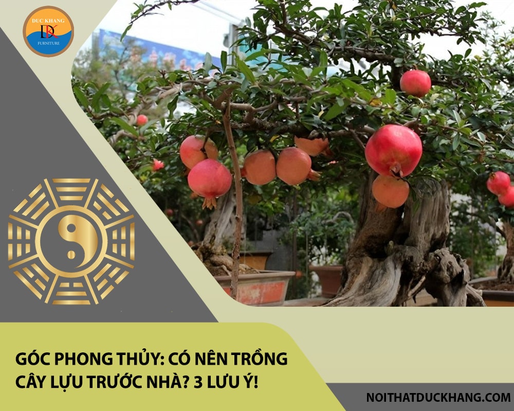 Góc phong thủy: Có nên trồng cây lựu trước nhà? 3 lưu ý! Góc phong thủy: Có nên trồng cây lựu trước nhà? 3 lưu ý!